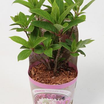 Hydrangea paniculata 'Pink Lady'