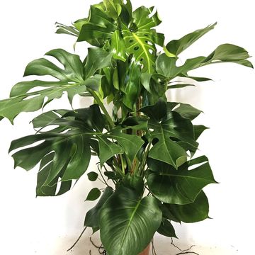 Monstera deliciosa