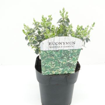 Euonymus fortunei 'Emerald Gaiety'