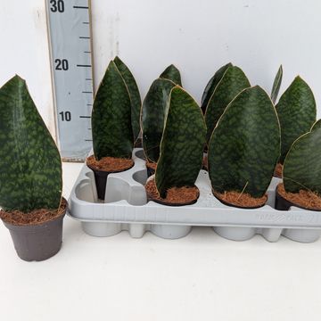 Sansevieria grandis