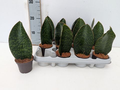 Sansevieria grandis