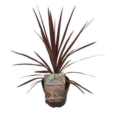 Cordyline australis 'Red Star'