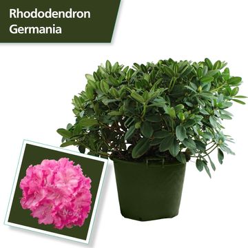 Rhododendron 'Germania'