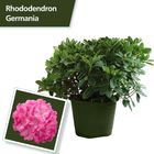 Rhododendron 'Германия'