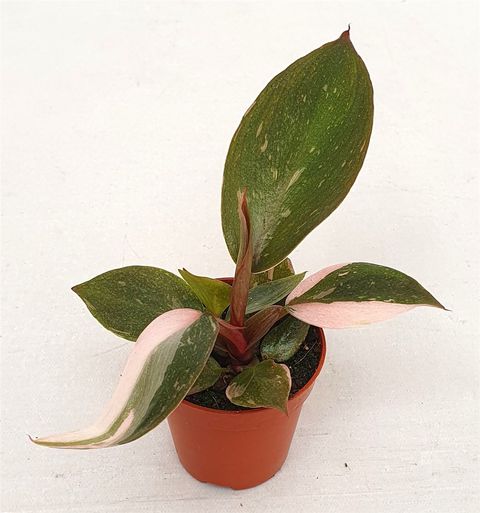 Philodendron 'Pink Princess'