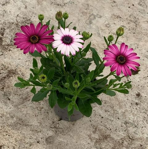 Osteospermum SEÑORITA LINDA