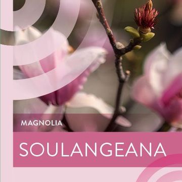 Magnolia x soulangeana