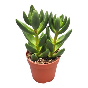 Crassula capitella 'Benjamin'