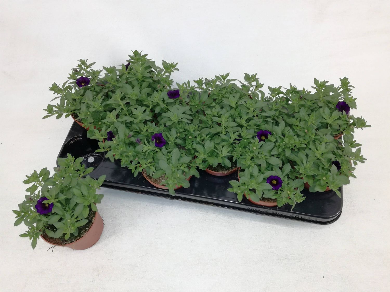 calibrachoa-cabaret-deep-blue-plant-wholesale-floraccess