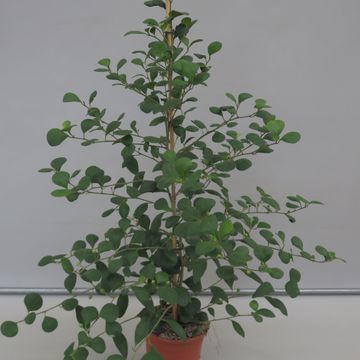 Ficus deltoidea