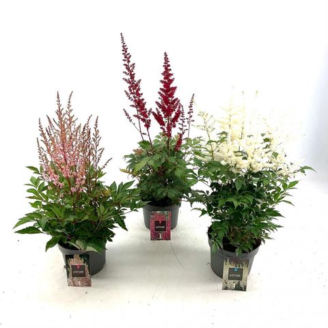 Astilbe JAPONICA MIX