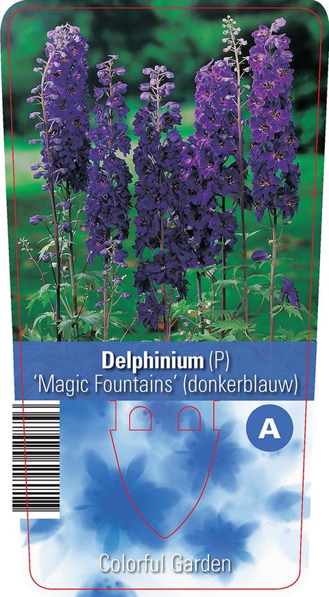 Delphinium 'Magic Fountains Dark Blue'