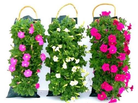 Impatiens WALLERIANA MIX