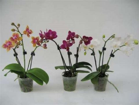 Phalaenopsis MIX