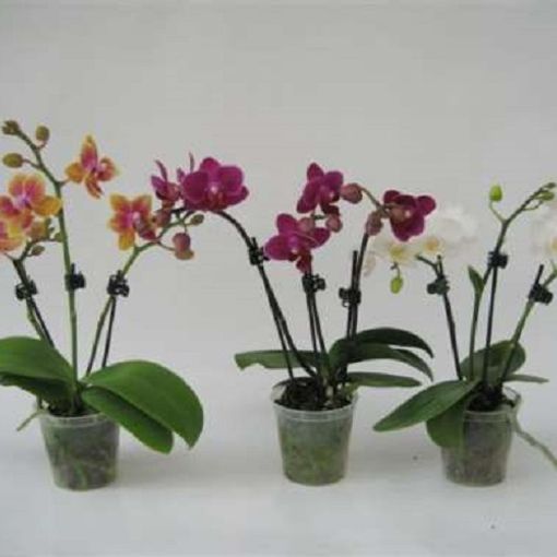 Phalaenopsis MIX