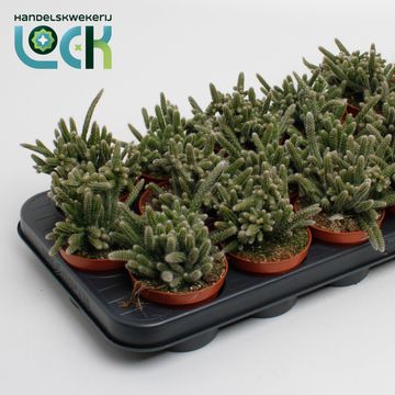 Rhipsalis baccifera horrida