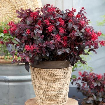 Loropetalum chinense MIX