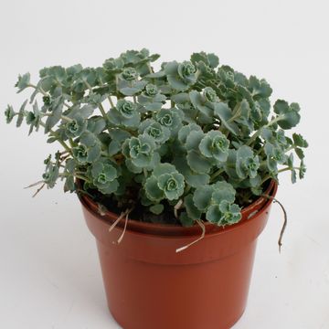 Sedum sieboldii