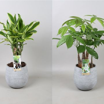 Φυτά εσωτερικού χώρου MIX