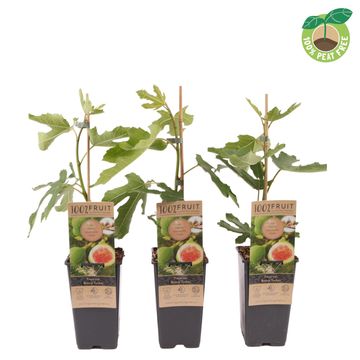 Ficus carica 'Brown Turkey'