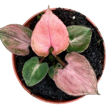 Syngonium 'Pink Perfection'