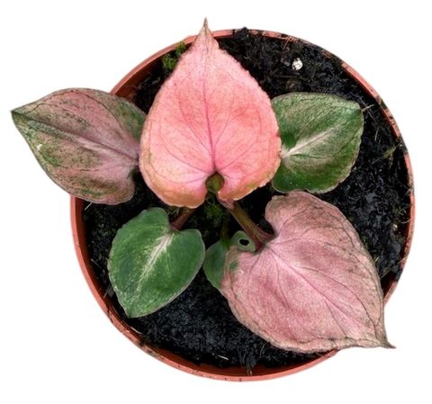 Syngonium 'Pink Perfection'