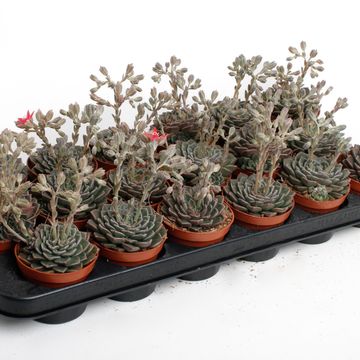 Echeveria secunda