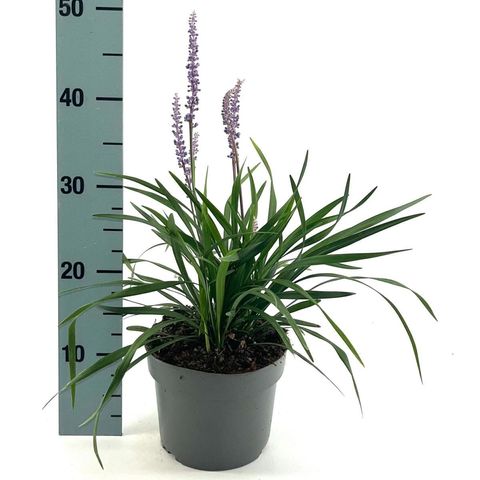 Liriope muscari 'Lilac Wonder'