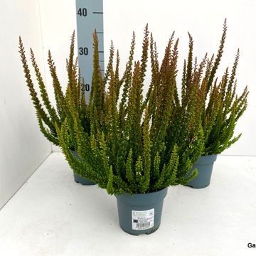 Calluna vulgaris SKYLINE PRETORIA