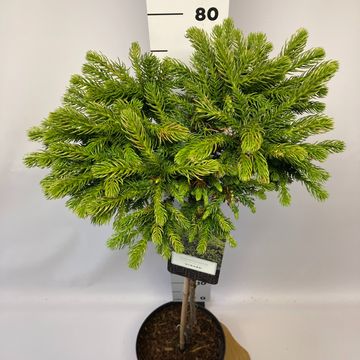 Cryptomeria japonica 'Dinger'