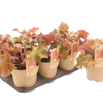 Heuchera WORLD CAFFÉ AMERICANO