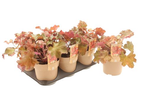 Heuchera WORLD CAFFÉ AMERICANO