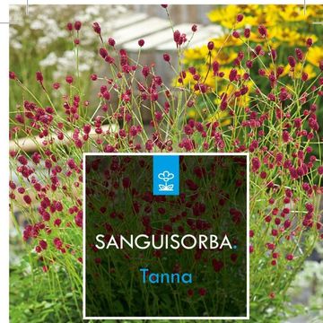 Sanguisorba officinalis 'Tanna'