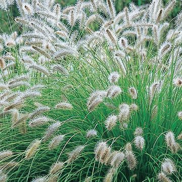 Pennisetum alopecuroides 'Hameln'