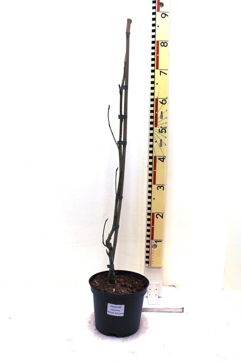 Liquidambar styraciflua 'Slender Silhouette'