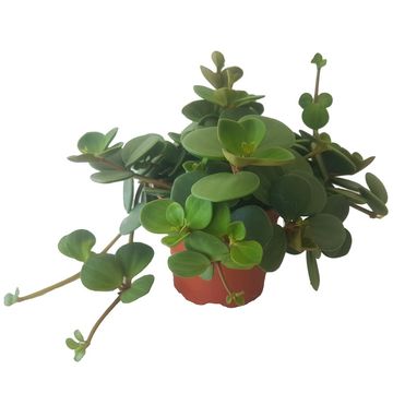 Peperomia pecuniifolia CHOCOLATE BUTTON