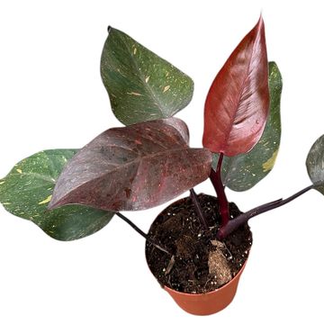 Philodendron 'Orange Princess'