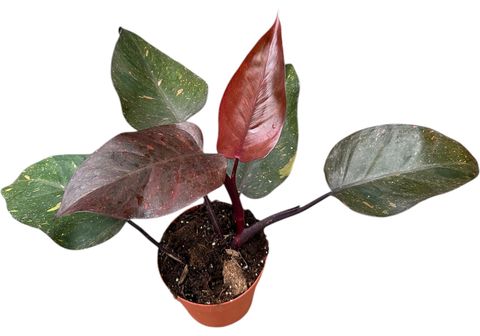 Philodendron 'Orange Princess'