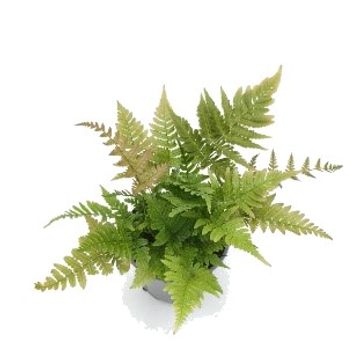 Dryopteris erythrosora