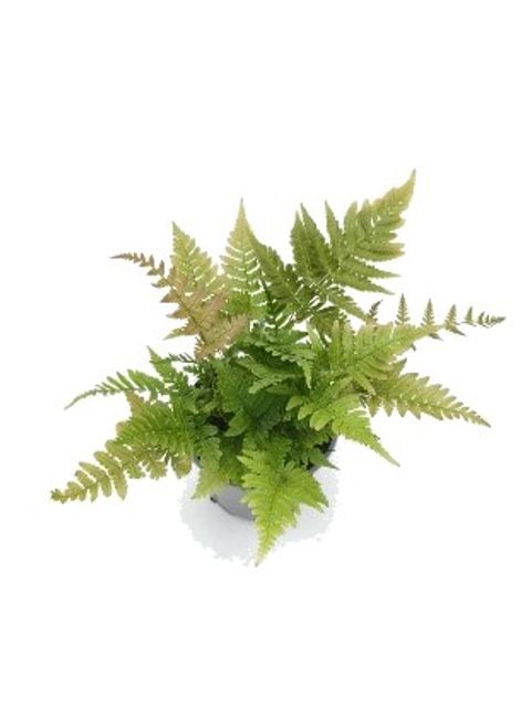 Dryopteris erythrosora