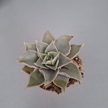 Echeveria 'Madiba'