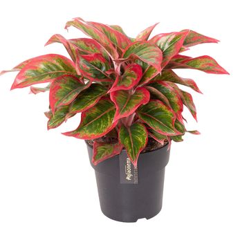Aglaonema 'Cadmium Red'