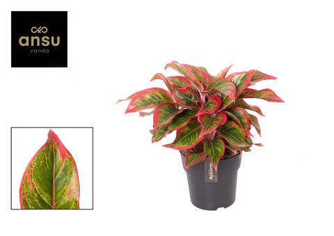 Aglaonema 'Cadmium Red'