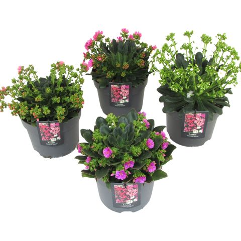Lewisia cotyledon MOUNTAIN DREAMS MIX