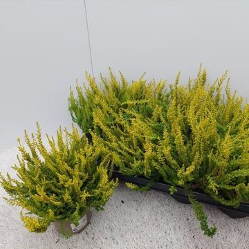 Calluna vulgaris GARDEN GIRLS ZETA