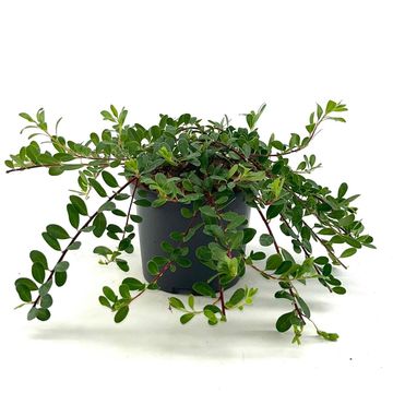 Arctostaphylos uva-ursi