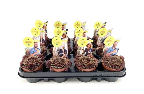 Sempervivum BLUSHING GARNET