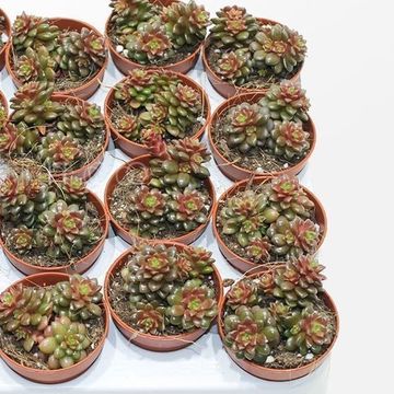x Graptosedum 'Little Gimmie'