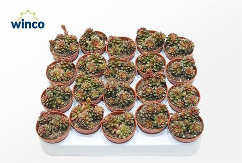 x Graptosedum 'Little Gimmie'
