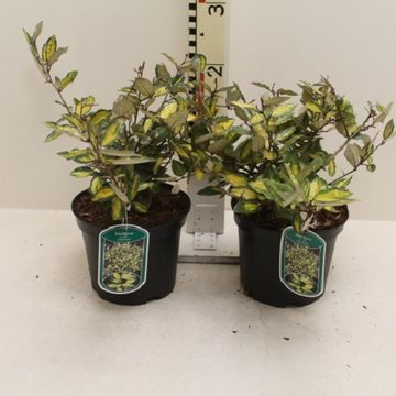 Elaeagnus pungens 'Maculata'